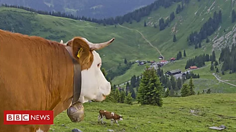 Cowbell dispute rings out in tranquil town